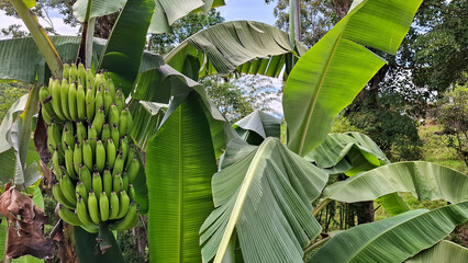 Musa x paradisiaca - Bunch of green and unripe bananas in agricultural plantation © Luis Echeverri Urrea