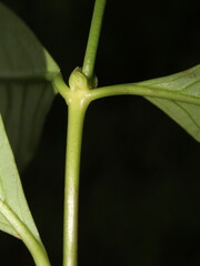 Interpetiolar stipule of Rubiaceae species