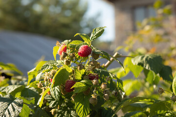 Raspberry berries growing on a branch.Summer season