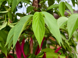 Piper aduncum plants in the afternoon 
