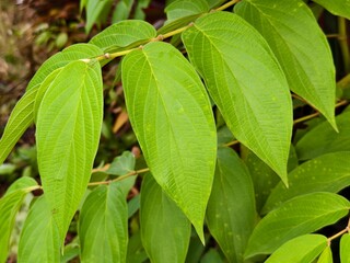 piper aduncum plants in the afternoon