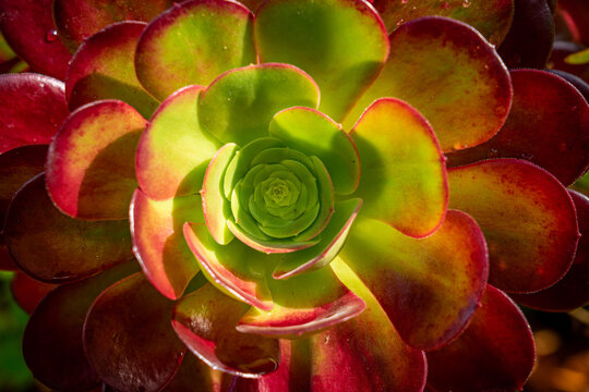 Beautiful succulent in the shape of a flower with green and red petals in gradient. detail of house roof with selective focus in shallow depth of field. Santa Maria-Azores-Portugal. - Powered by Adobe