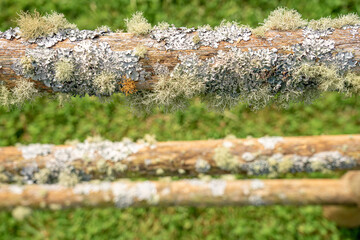 Wooden fence with vegetation developing due to strong humidity. Parish of Santo Espírito-Santa Maria-Azores-Portugal. © Pedro Emanuel 