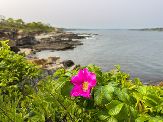 A beautiful flower on the rocky coastline of Maine