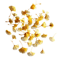 Naklejka premium Dried Ginkgo Biloba Fruits