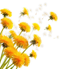 Vibrant yellow and white flowers in a burst