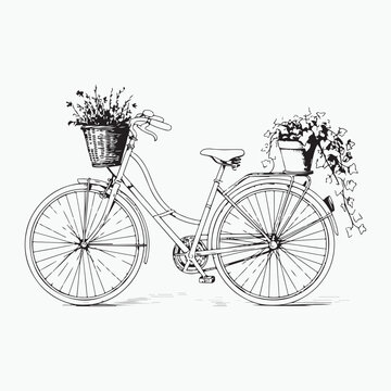 Vintage bicycle with flower baskets on front and rear in detailed black and white sketch