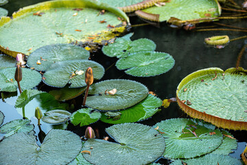 Pond with red fish. beautiful pond covered with pink lilies. 