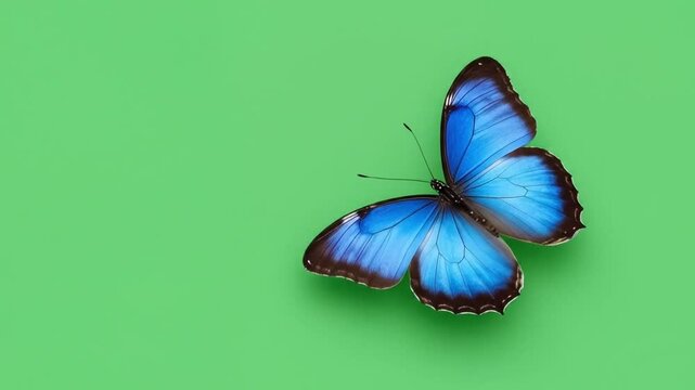 A vibrant blue butterfly with dark edges rests on a solid green background, wings open.