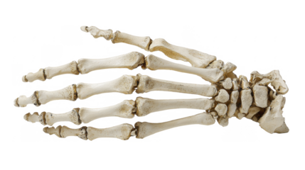 Human hand skeleton bone model isolated on a transparent background, detailed anatomical PNG image, medical educational PNG file for study.