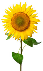 Sunflower isolated on white background. Sun symbol. Flowers yellow, agriculture. Seeds and oil. Flat lay, top view. Bio. Eco. Creative