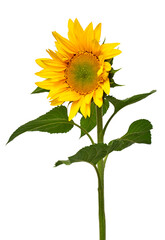 Sunflower isolated on white background. Sun symbol. Flowers yellow, agriculture. Seeds and oil. Flat lay, top view. Bio. Eco. Creative