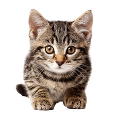 Adorable tabby kitten looking directly at viewer