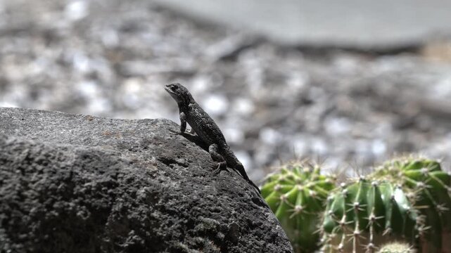 Western fence lizard on a rock