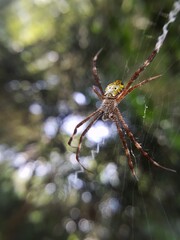 spider on a web
