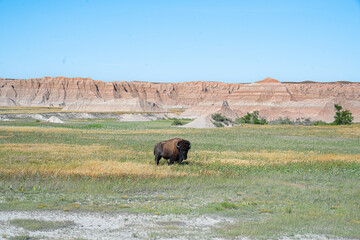 Lone bison grazing on prairie in Badlands National Park, South Dakota