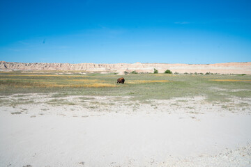 Lone bison grazing on prairie in Badlands National Park, South Dakota