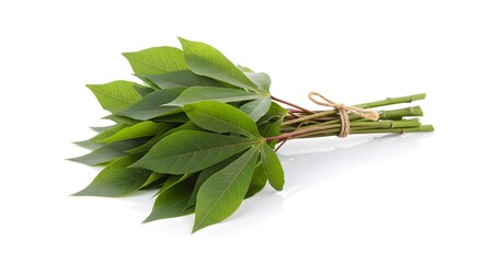 Fresh cassava leaves tied with twine create a vibrant and natural food ingredient shot ready for healthy recipes or culinary inspiration on white