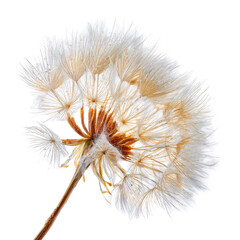 Fototapeta premium Close-up of a dried seed head