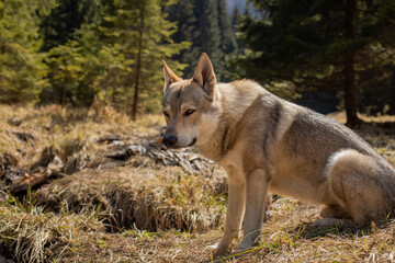 Czechoslovakian wolfdog resting on the meadow.Mountain landscape