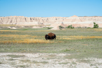 Lone bison grazing on prairie in Badlands National Park, South Dakota