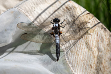Chalk-Fronted Corporal Dragonfly – Ladona julia Macro Photography on Fabric