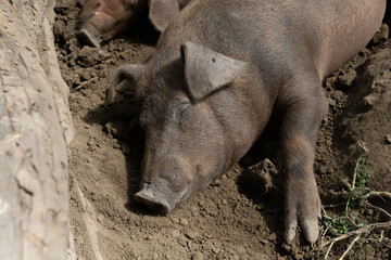 Close-up of heritage pig sleeping in dirt at historical Alberta farm