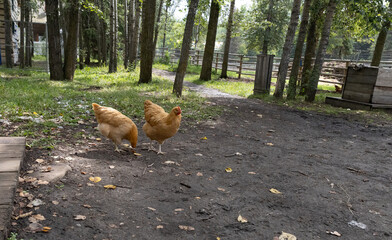 Two buff chickens foraging on a dirt path near forest fence