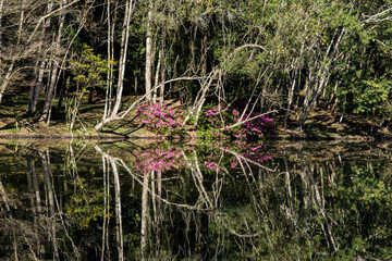  pink azalea flowers reflected in the lake in springtime