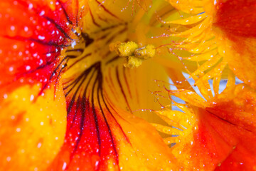 Nasturtium flower close-up with water drops on petals