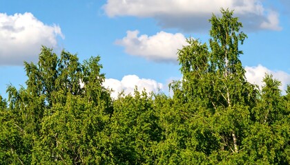 Lush forest canopy under a partly cloudy sky