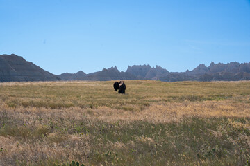 Lone bison grazing on prairie in Badlands National Park, South Dakota