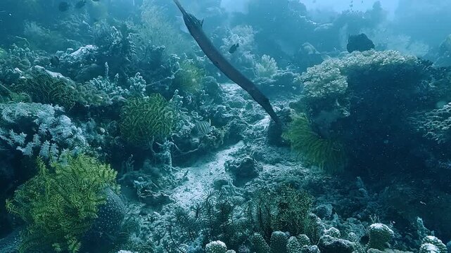 A pipefish holds a vertical position above a coral reef at Apo Island, Philippines. It blends among soft corals and feather stars in a biodiverse habitat. Check my portfolio for more pipefish footage.