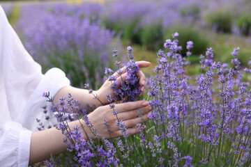 Woman touching beautiful blooming lavender flowers outdoors, closeup