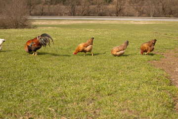Hens and rooster grazing the green field on animal farm