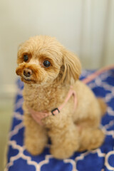 おやつを求めてお座りしているトイ・プードル