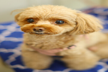 おやつを求めてお座りしているトイ・プードル