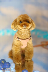 ライトアップされたトイ・プードル