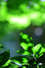 太陽を浴びている初夏の植物