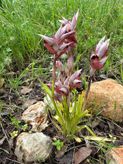 Spring bloom of a wild orchid (lat.- Serapias orientalis)