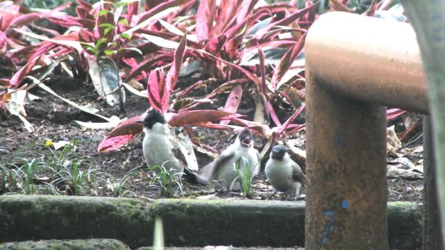 sooty headed bulbul on the garden looking for food in the morning, capturing wildlife behavior in a natural setting for animal studies, children’s content, and biodiversity campaigns.