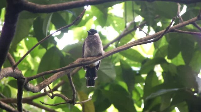 Sooty headed Bulbul perching on branch, capturing wildlife behavior in a natural setting for animal studies, children&rsquo;s content, and biodiversity campaigns.