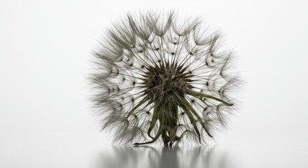 Close-up of a dandelion seed head