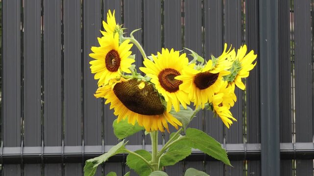 A unique multi-headed sunflower with a cluster of yellow blossoms swaying in the breeze against a dark fence