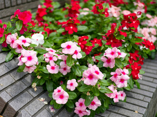 花壇に咲いたニチニチソウの花