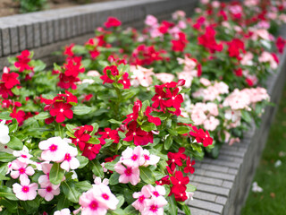 花壇に咲いたニチニチソウの花