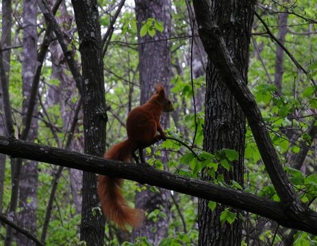 Fototapeta Squirrel in a forest canopy