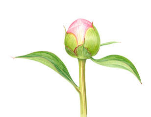 Floating Pink Teddy Bear with Heart Balloons, Playful Mid-Air Pose, Isolated on Transparent Background -  Pink Peony Bud with Dew Drops and Curved Stem, Side View Botanical Style, Isolated