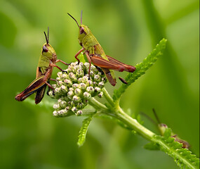 In the photo, three individuals of the meadow grasshopper (Pseudochorthippus parallelus) are communicating. Macro scenery of small grasshoppers (tribe Gomphocerini) on a meadow flower Yarrow.