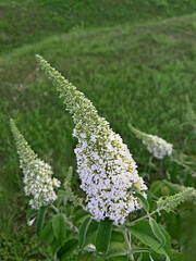 White flower, panicles of Buddleja davidii 'White Profusion' above grass. Flowers with leaves (Buddleja davidii 'White Profusion'), also known as butterfly bush or summer lilac.